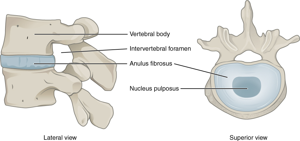 Intervertebral Disc, Spine, Portland Physical Therapy